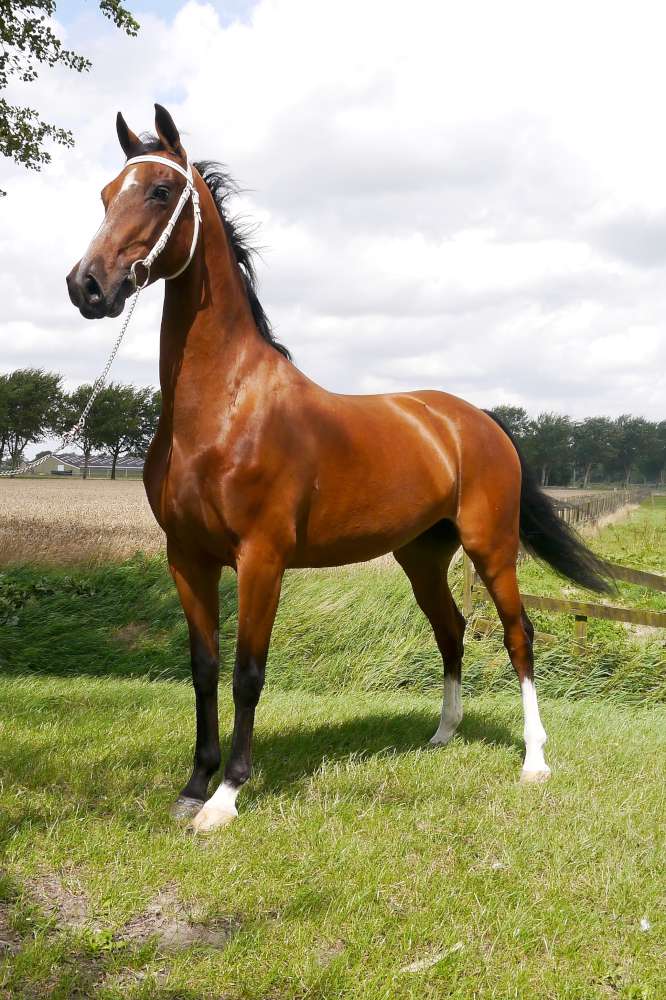 Enzeldine 1